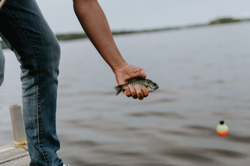 Sonar Fish Report