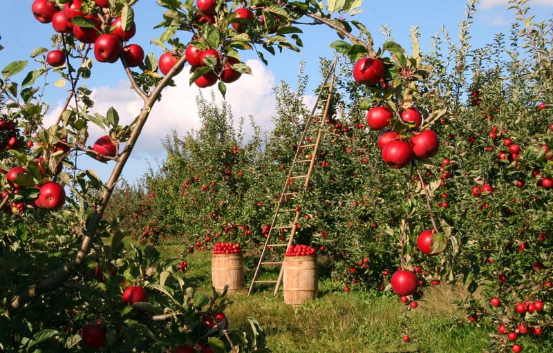 Agricultural tourism