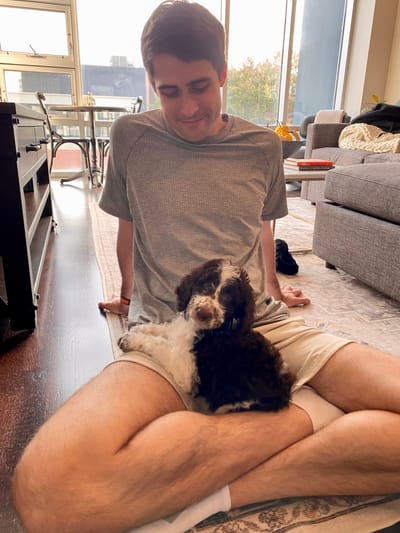 Boogie the Parti Poodle