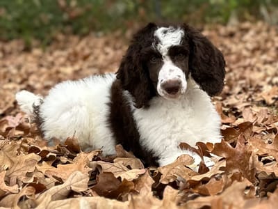 Leaves are so much fun