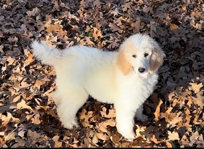 Denver’s turn to play