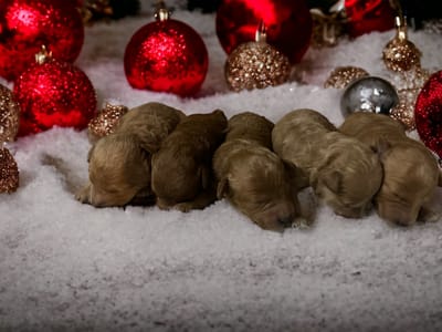 Busy busy little mama’s