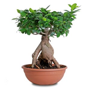 البونساي
