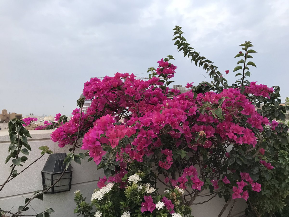الجهنمية