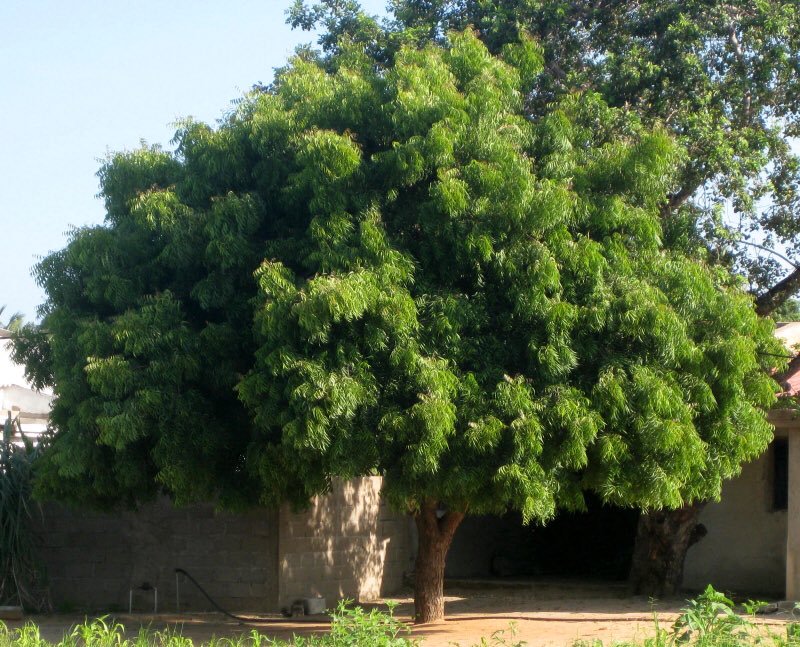 النيم