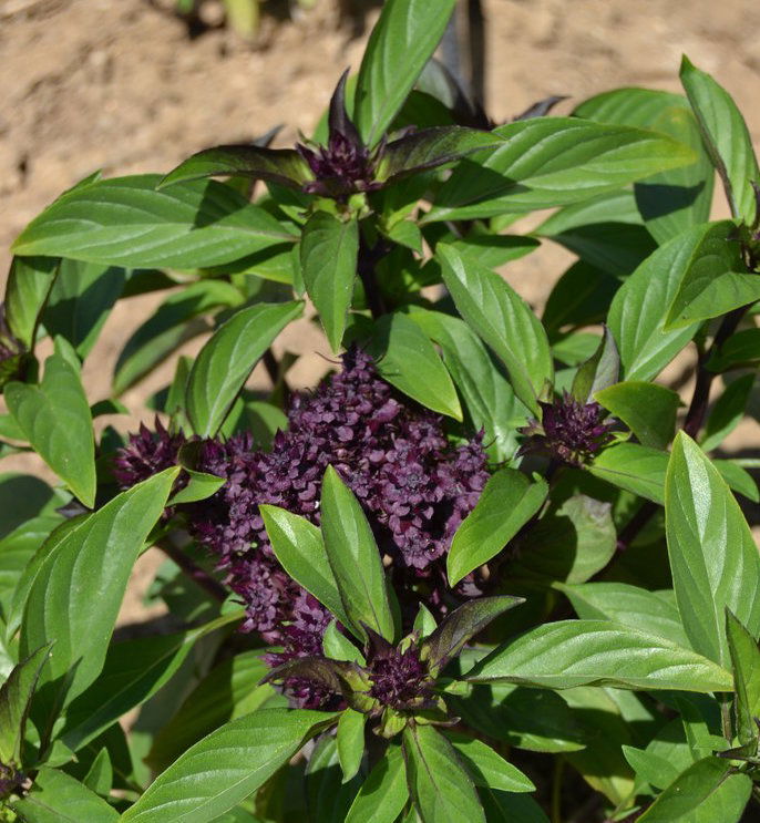 الريحان