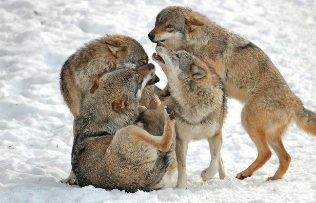 Loup et agrosystème : l'élevage pastoral comme principale victime ?