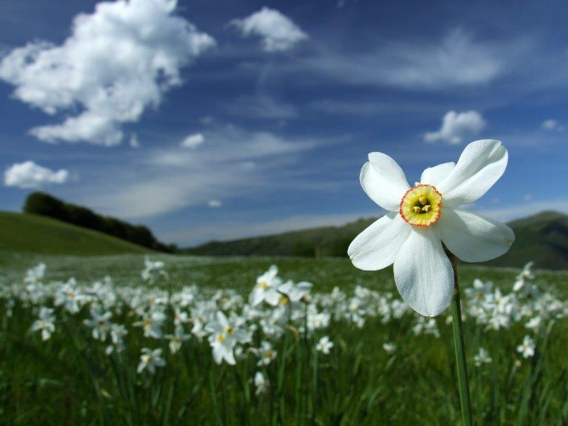 Tempo di Narcisi
