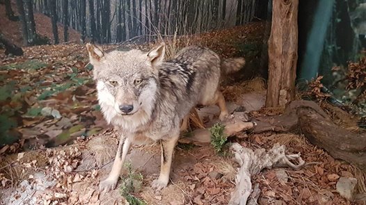Apertura Centro Visita "Il Lupo in Liguria"