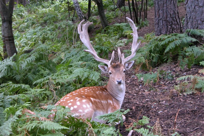 Sulle tracce del daino