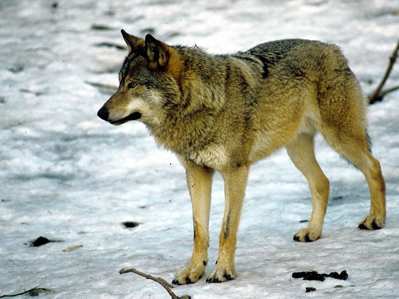 Centro Visita "Il Lupo in Liguria"
