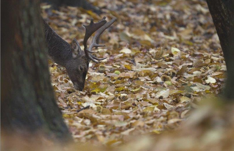 Sulle tracce del daino