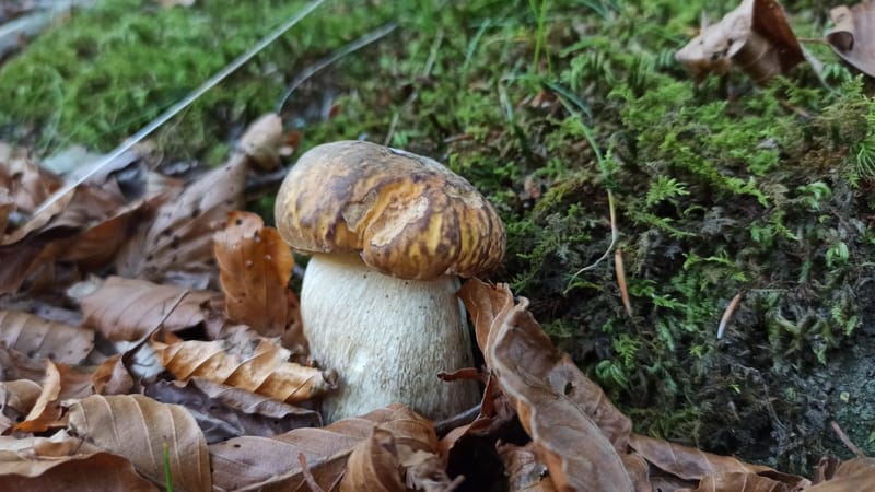 Andar per .... funghi