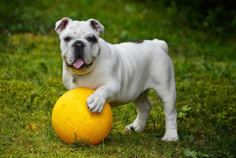 L'Education Canine