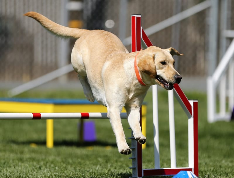 L'Agility