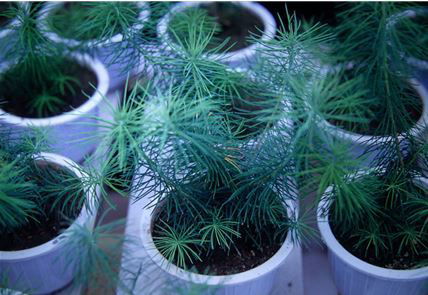 턱없이 부족한 낙엽송 종자문제 해결방안제시