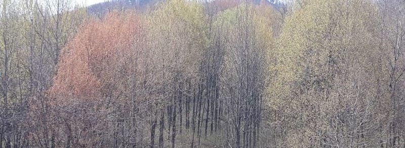 Recent Conservation Projects of poplar species native to Korea at NIFS