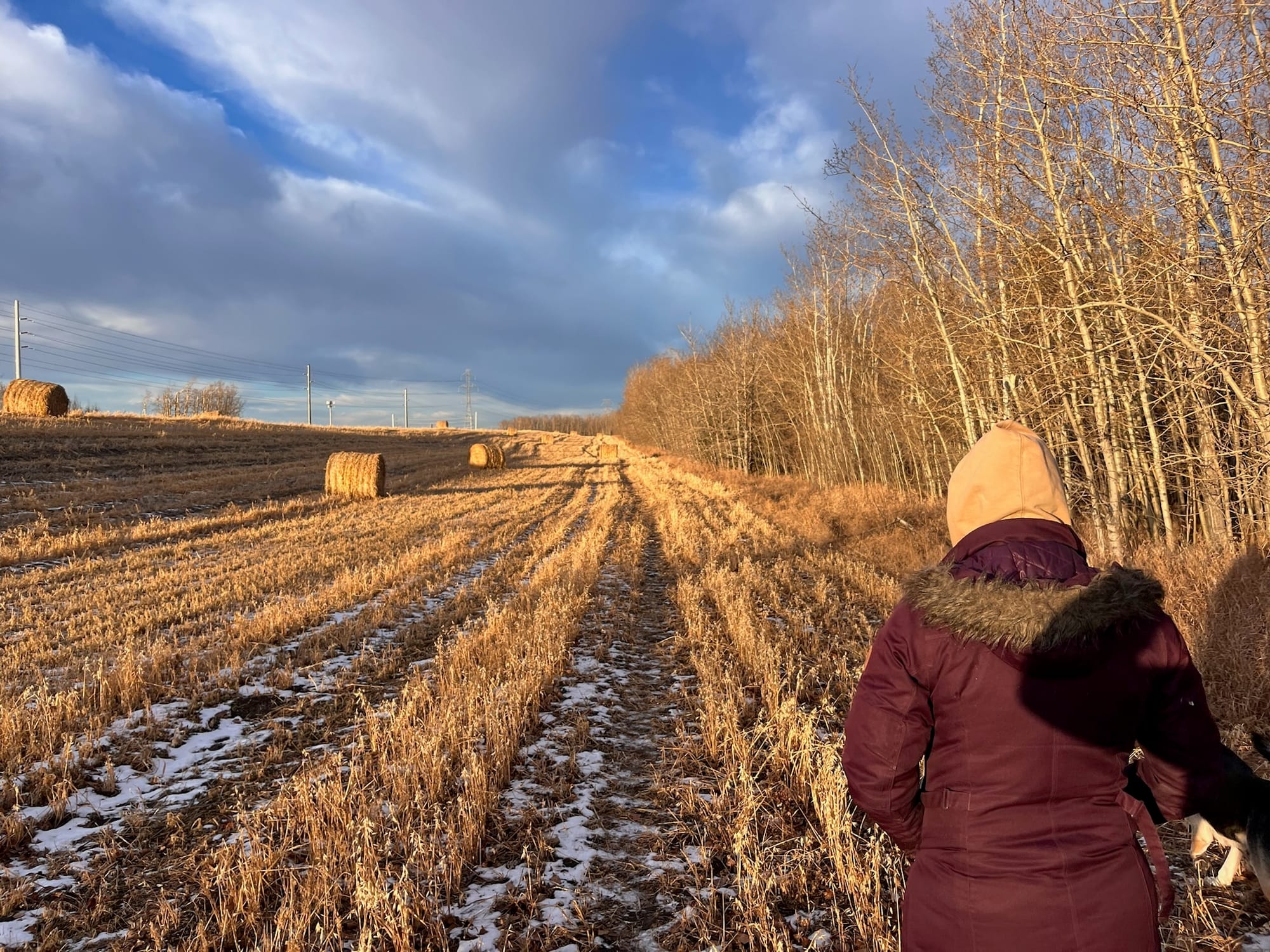 Afternoon walk with Sahara and Wasabi