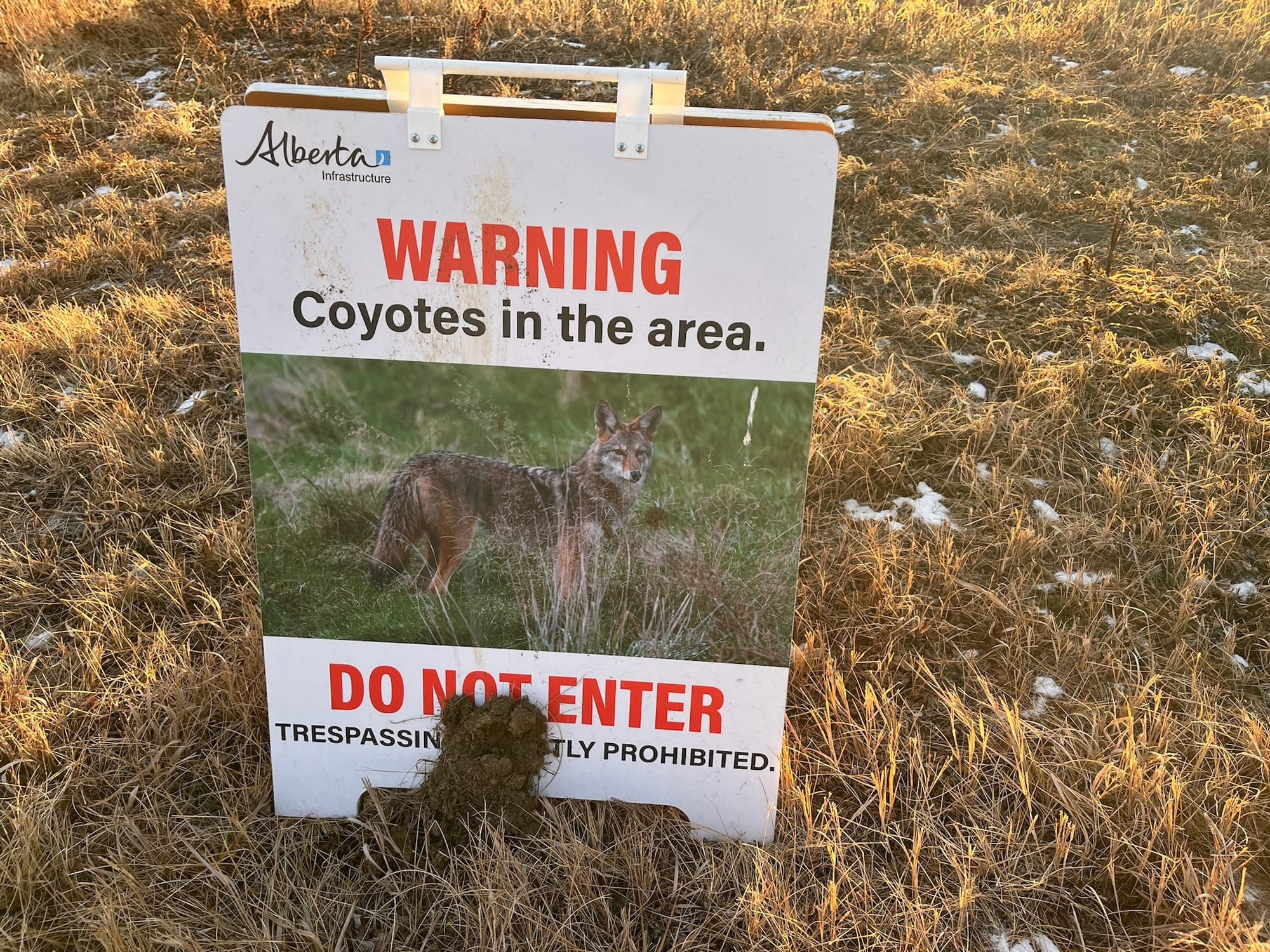 Dogs stay on a leash as the coyotes can be quite aggressive..