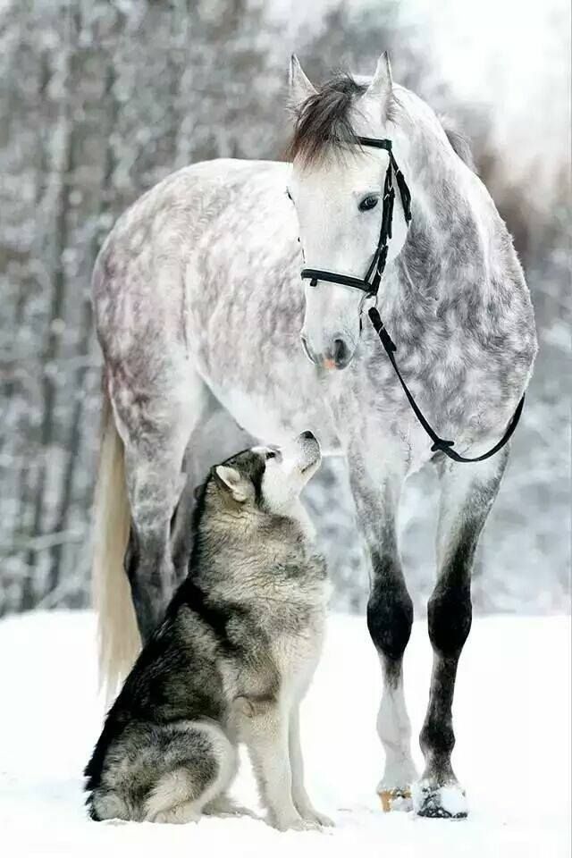هل يمكن للكلاب والخيول أن تتصادق؟
