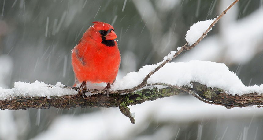 The many faces of snowstorms