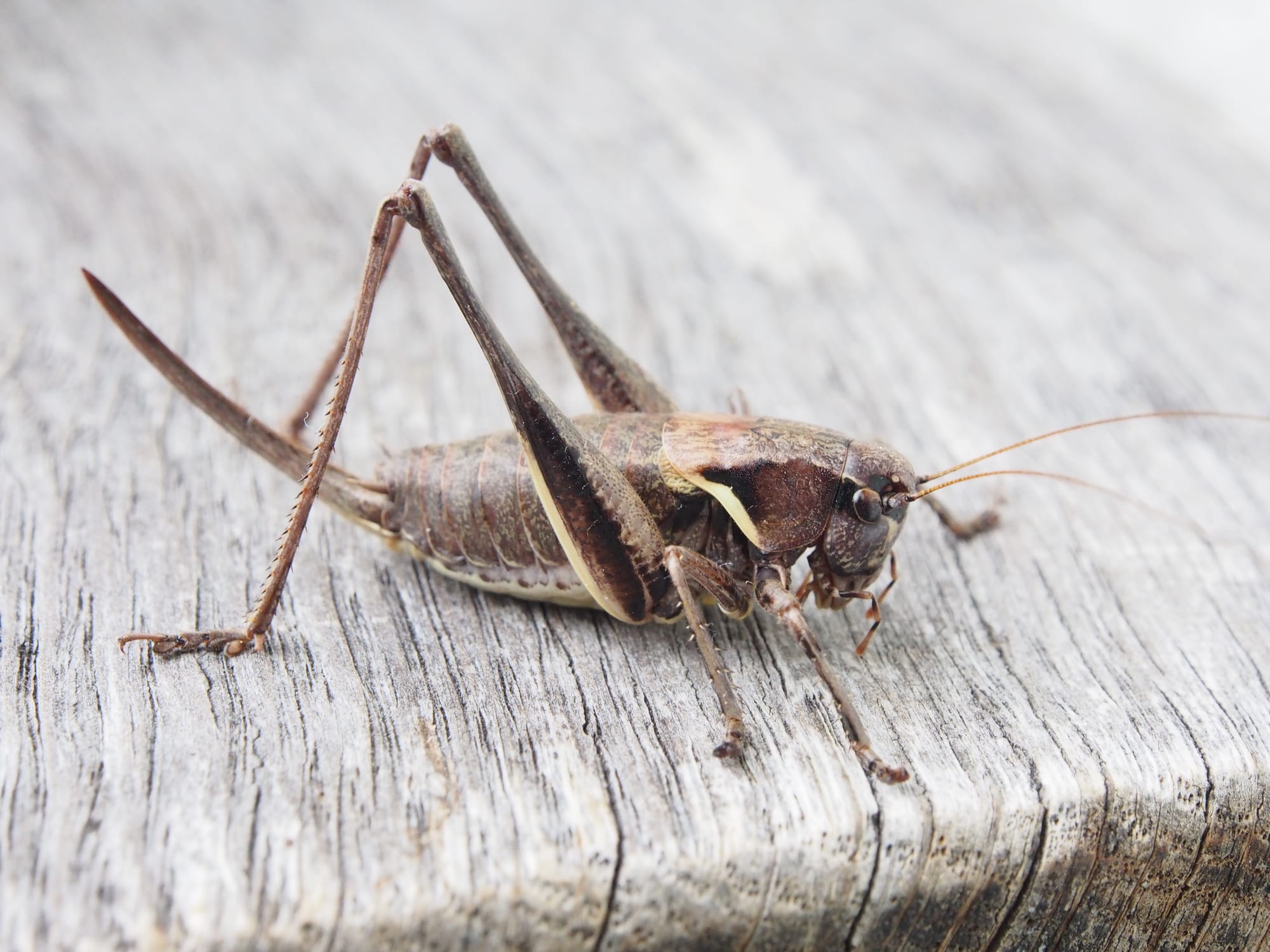 Inside the world of treehoppers, mini-marvels of the rainforest