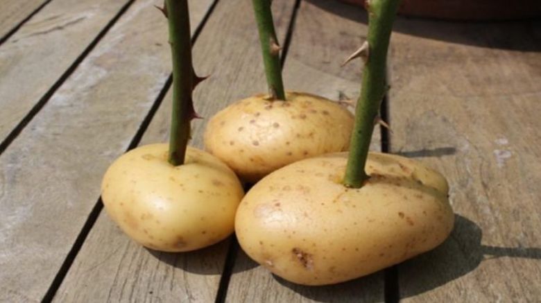 She sticks a rose stalk into a potato and look what happens a week later! Amazing!