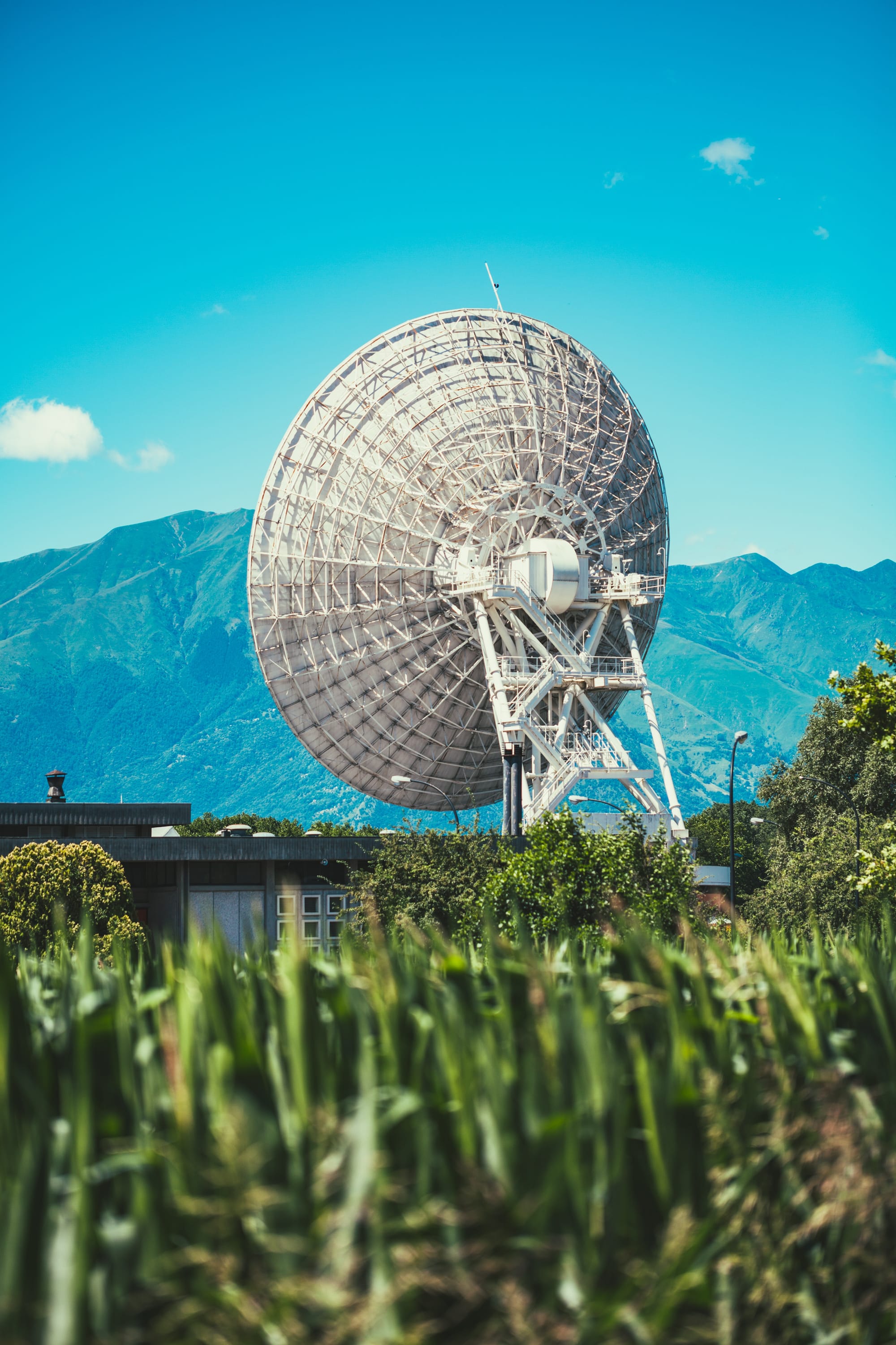 Plants Can Talk to Each Other?