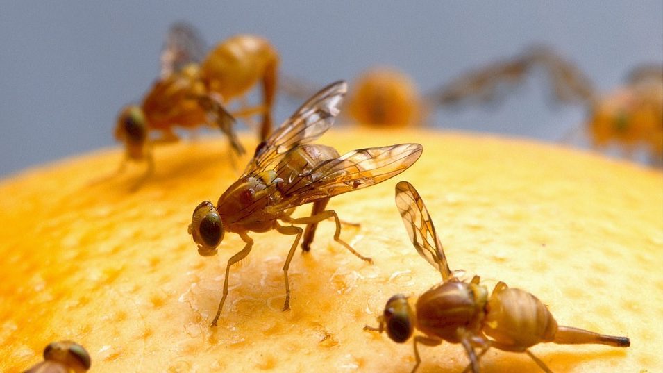 You Should Really Thank the Fruit Flies