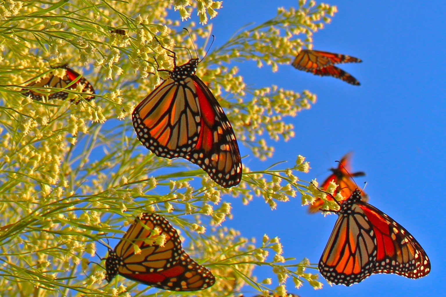 Do Butterflies Self-Medicate?