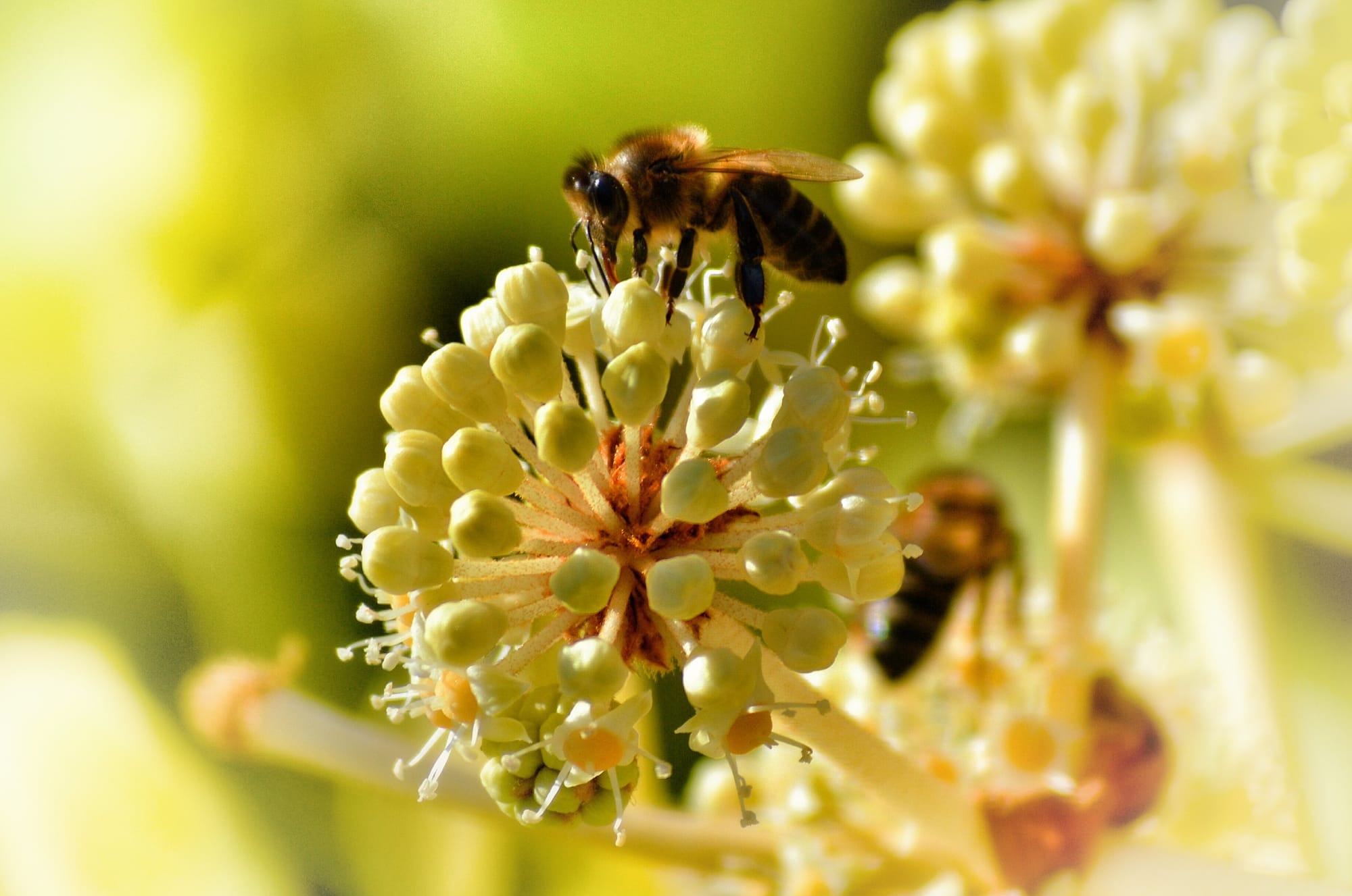 These Bees Make Their Own Perfume!