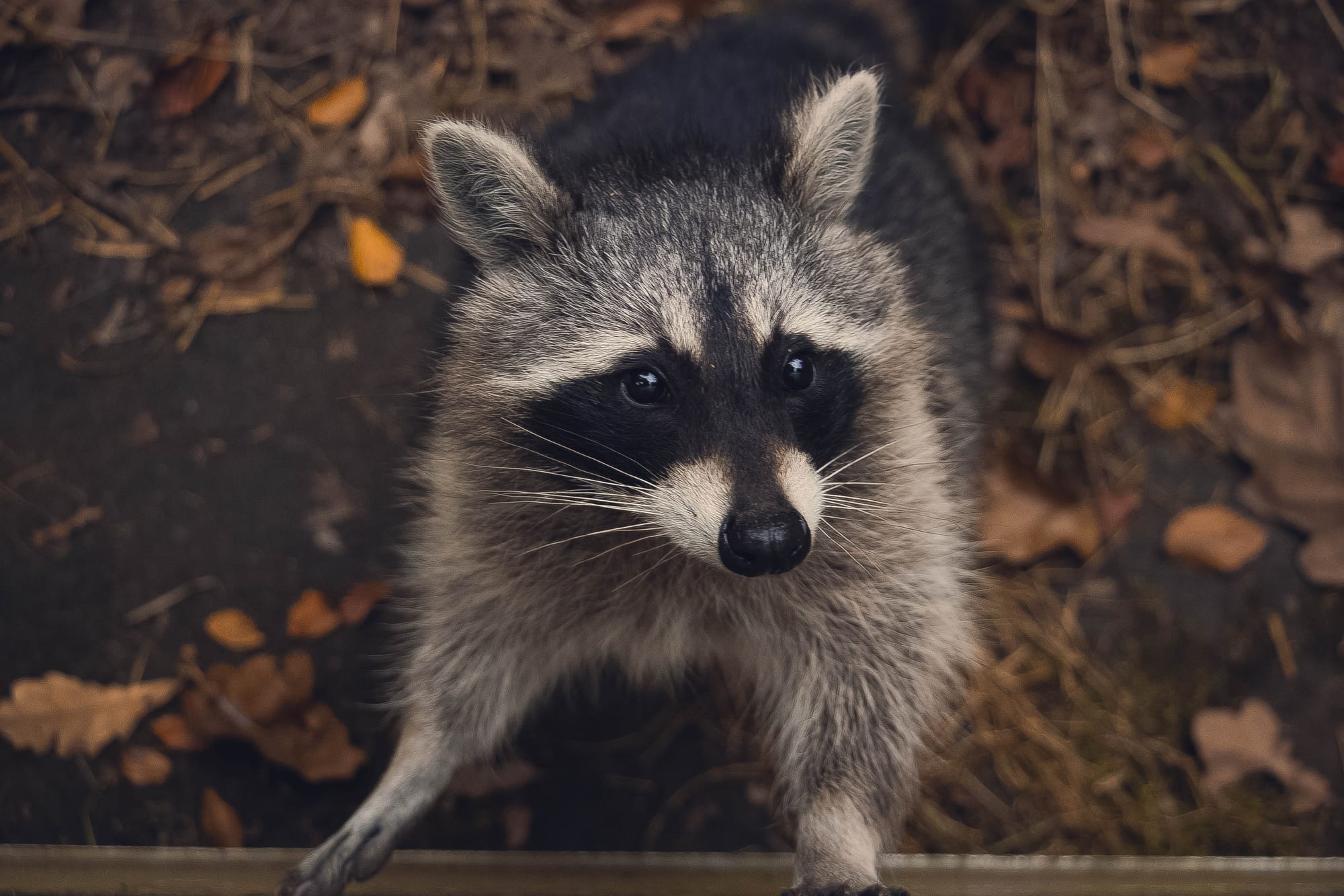 Raccoons Can See With Their Hands!