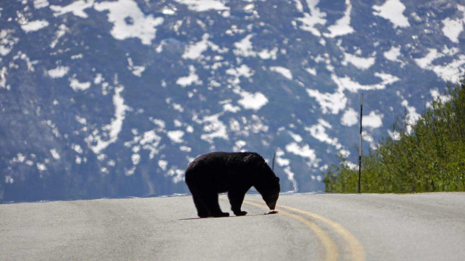 Why Wild Animals May End Up On Your Street