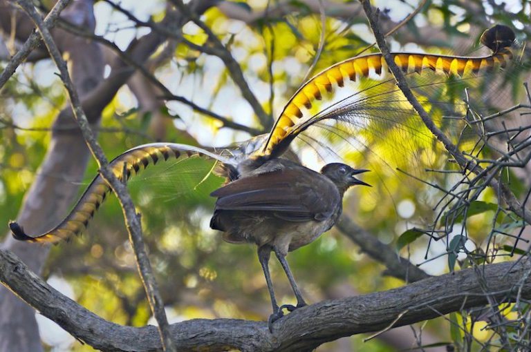 A Bird that Sings Like a Dog… And a Camera?