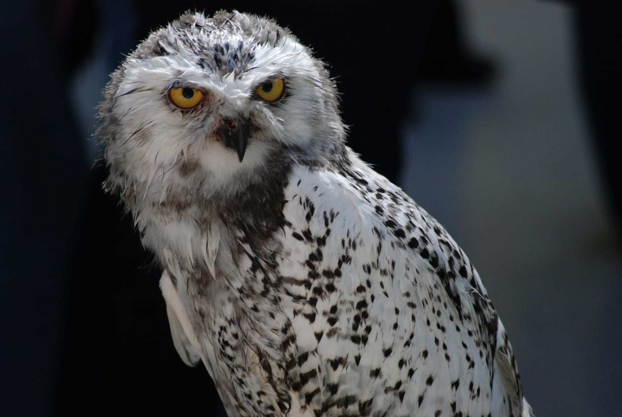 The Secret Life of the Snowy Owl