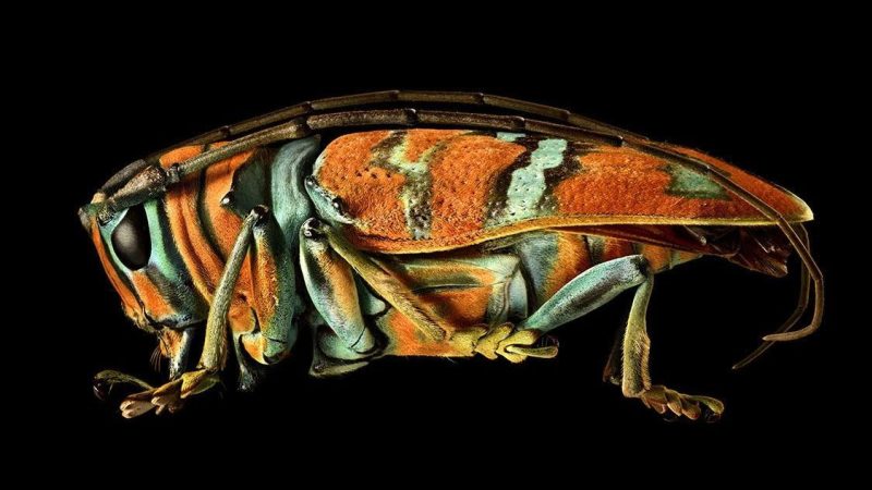 Insects Have Never Looked So Good!