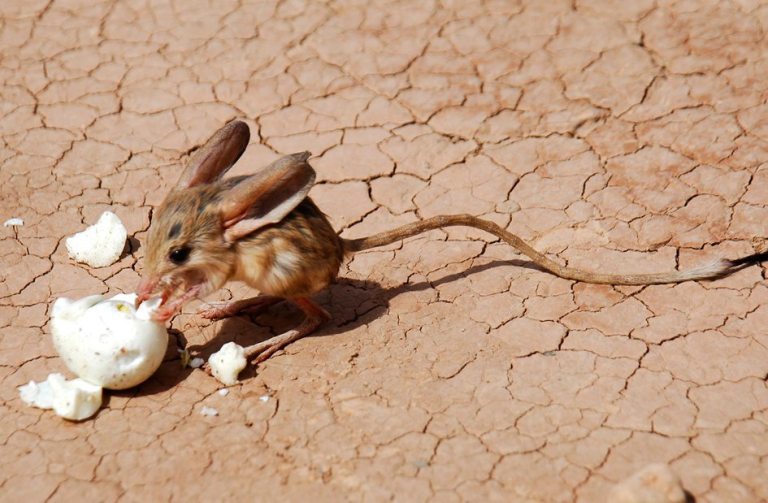 How a Tiny Creature Makes Us Ask Better Questions…