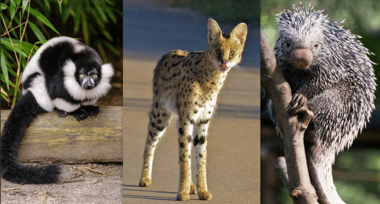 Eight of the Rarest, Cutest Animals on Earth