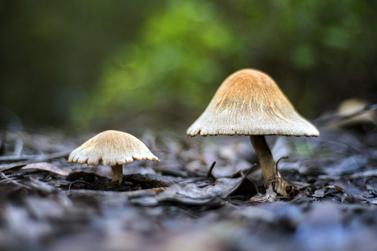 Welcome to the Wood Wide Web, Meet the Internet of Fungus!