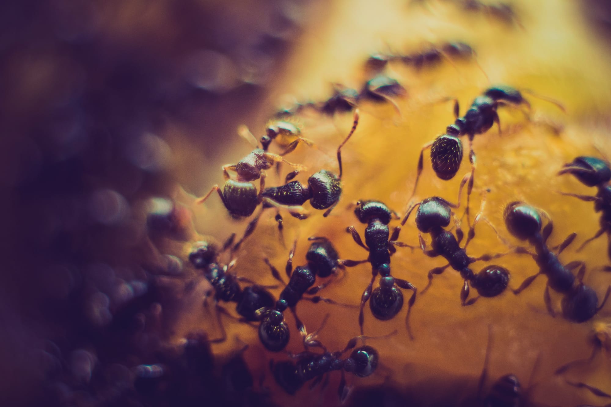 What Ants Can Teach Us About Problem-Solving