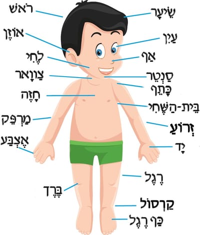 הגופים והזמנים בפועל