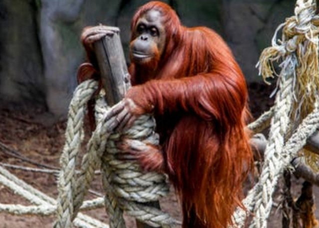 La orangutana se despide del país. Sandra, que se hizo famosa en 2014 por ser la primera “persona no humana” reconocida por la justicia argentina.