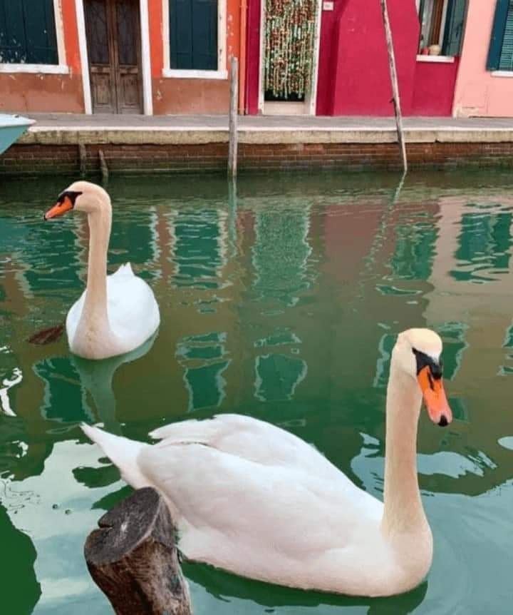 Venecia, en cuarentena: el agua se volvió cristalina y se llenó de peces, patos y cisnes.