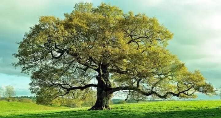 29 de Agosto día del árbol!