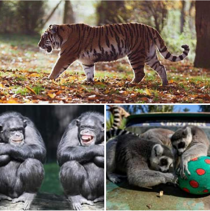 Día del Animal: por qué en Argentina se celebra el 29 de abril y cuándo en el resto del mundo.