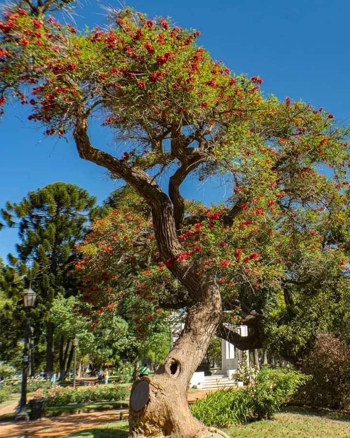 👉 FLORECE EL CEIBO EN LA CIUDAD.