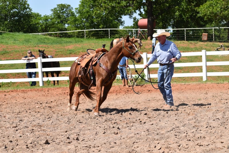 Horse Training