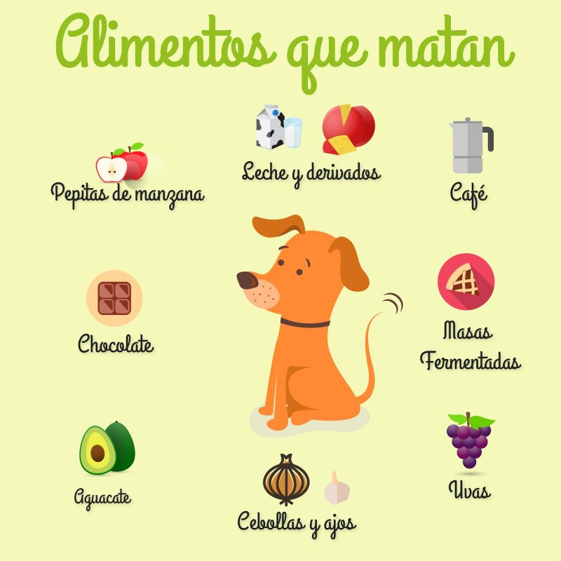 Que pueden comer y que no pueden comer....