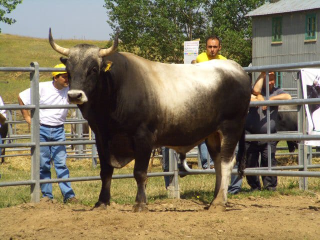 Azienda Agricola Biologica -           "LA SULLA"