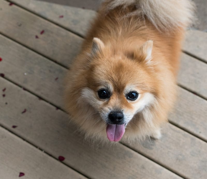 Why Should You Professionally Groom Your Dog?